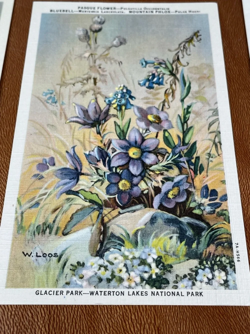 Vintage Pack of Postcards Glacier-Waterton National Parks Floral Set of 12